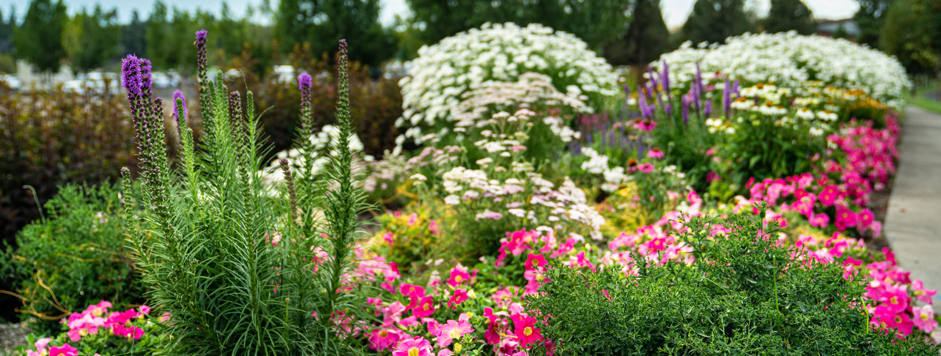 Floral color closeup